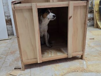 CASA DE PERRITOS