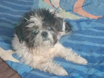 Matilda -en adopción responsable