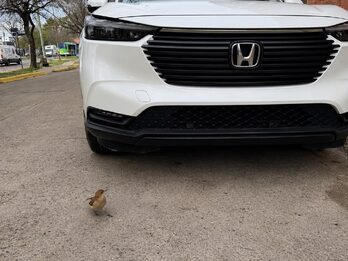HONDA HRV 1.5 EXL CVT - AÑO 2.025