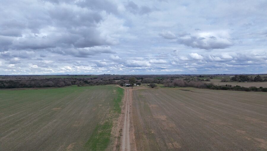 Campo de137ha en Paso de las Piedras