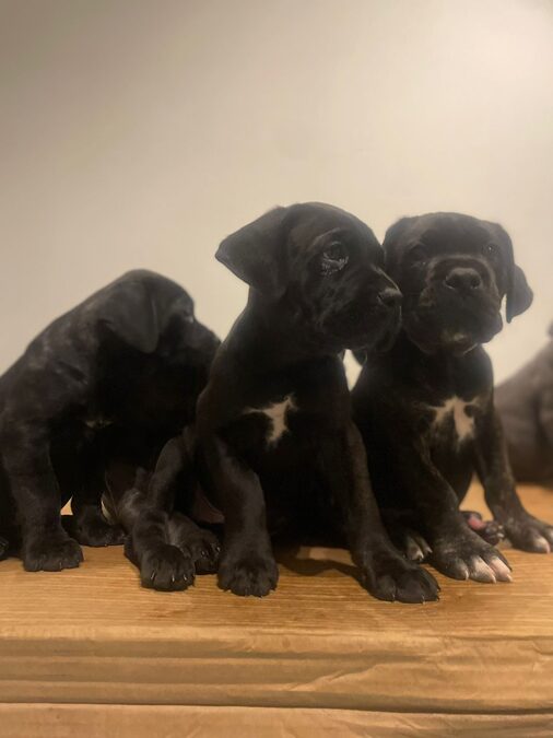 HERMOSOS EJEMPLARES CANE CORSO