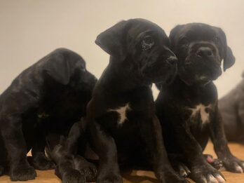 HERMOSOS EJEMPLARES CANE CORSO