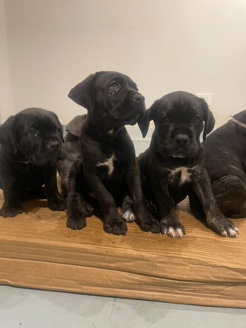 HERMOSOS EJEMPLARES CANE CORSO