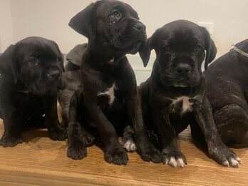 HERMOSOS EJEMPLARES CANE CORSO
