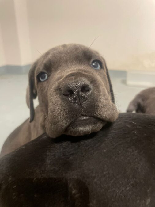 HERMOSOS EJEMPLARES CANE CORSO