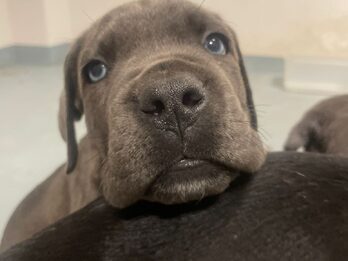 HERMOSOS EJEMPLARES CANE CORSO