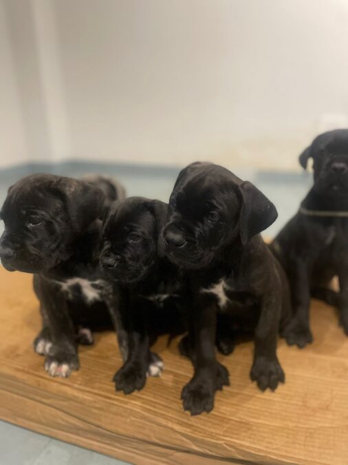 HERMOSOS EJEMPLARES CANE CORSO