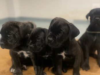 HERMOSOS EJEMPLARES CANE CORSO