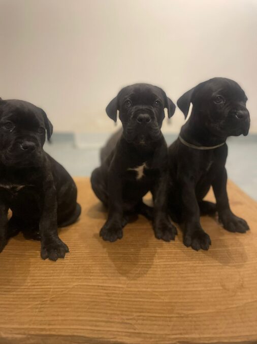 HERMOSOS EJEMPLARES CANE CORSO