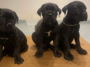 HERMOSOS EJEMPLARES CANE CORSO