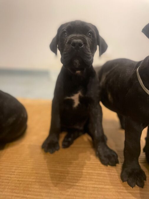 HERMOSOS EJEMPLARES CANE CORSO