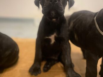 HERMOSOS EJEMPLARES CANE CORSO