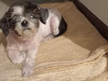 Matilda -en adopción responsable