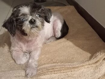 Matilda -en adopción responsable