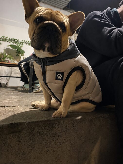 Bulldog frances servicio d stud