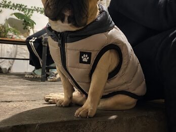 Bulldog frances servicio d stud