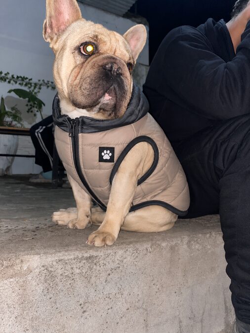 Bulldog frances servicio d stud