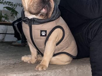 Bulldog frances servicio d stud