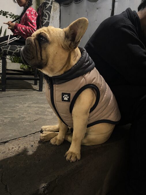 Bulldog frances servicio d stud
