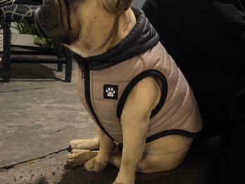 Bulldog frances servicio d stud