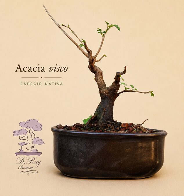 BONSAI