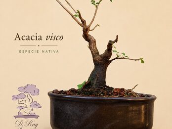 BONSAI