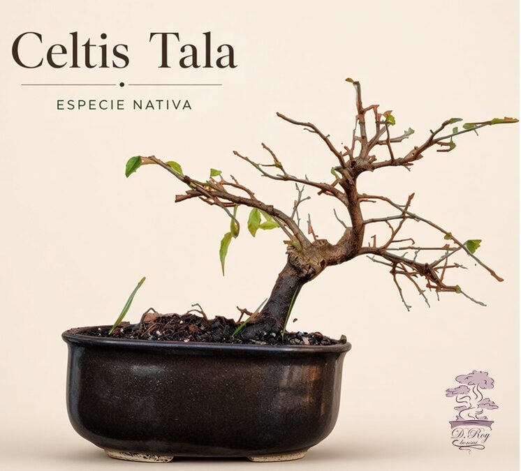 BONSAI