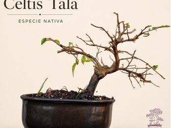 BONSAI