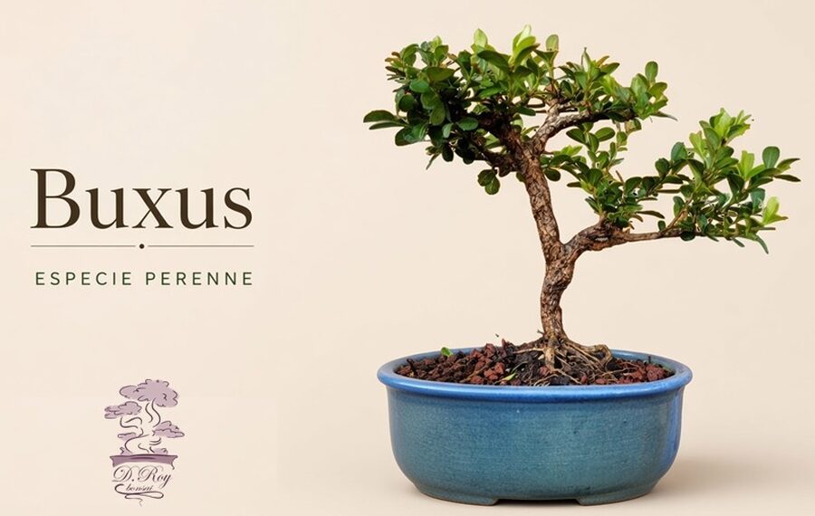 BONSAI