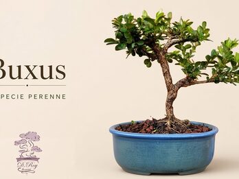 BONSAI