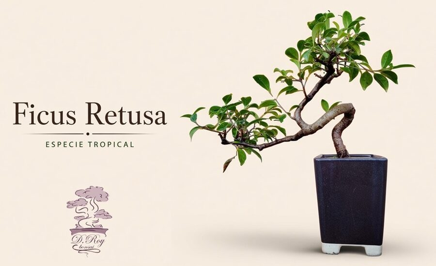 BONSAI