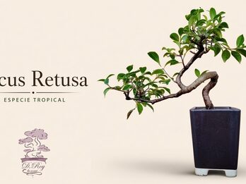 BONSAI