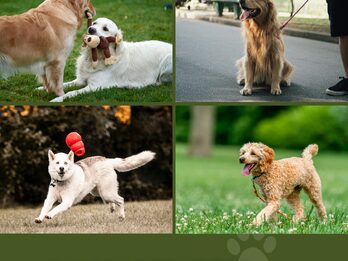 LV Cuidado de Mascotas-Niñera de mascotas a domicilio y paseadora canina