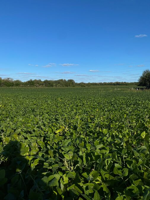 Vendo campo a 50 km de parana