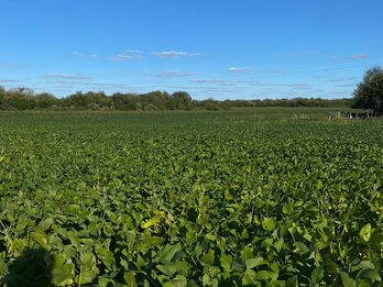 Vendo campo a 50 km de parana