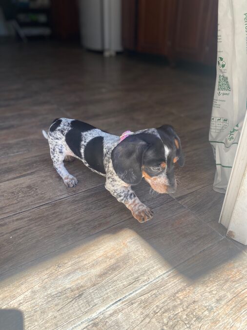 Dachshund (salchicha mini)