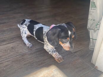 Dachshund (salchicha mini)