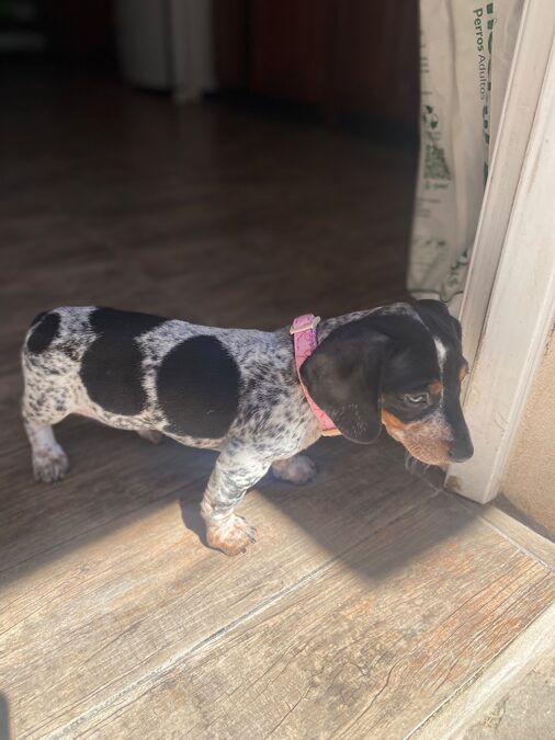 Dachshund (salchicha mini)