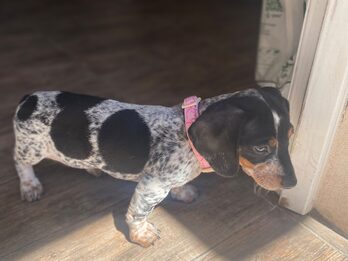 Dachshund (salchicha mini)