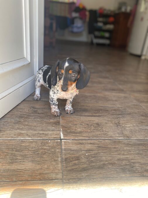 Dachshund (salchicha mini)
