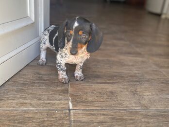 Dachshund (salchicha mini)