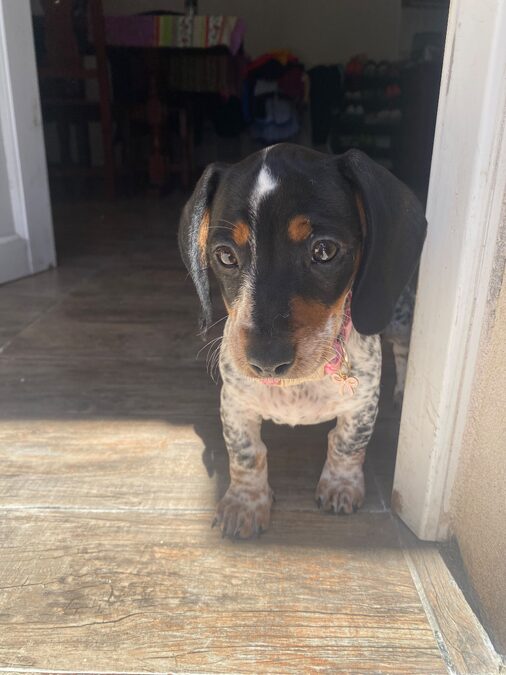Dachshund (salchicha mini)
