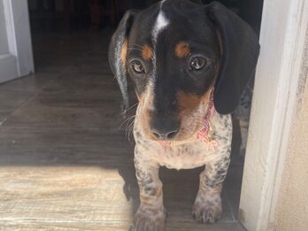 Dachshund (salchicha mini)