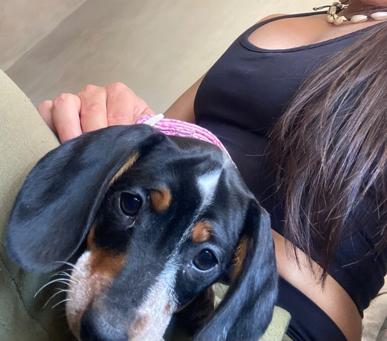 Dachshund (salchicha mini)
