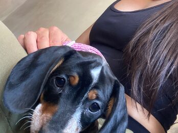 Dachshund (salchicha mini)