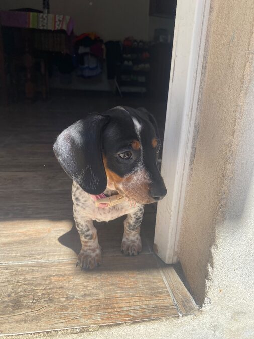Dachshund (salchicha mini)