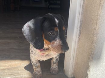 Dachshund (salchicha mini)