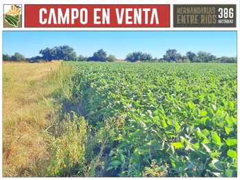 Venta Campo 386 Ha Hernandarias Entre Ríos Agrícola Ganadero