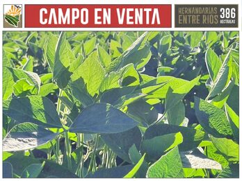 Venta Campo 386 Ha Hernandarias Entre Ríos Agrícola Ganadero