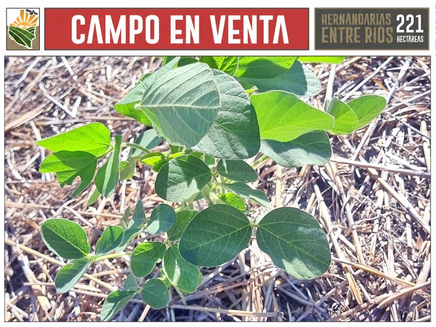 CAMPO AGRÍCOLA en Venta en Hernandarias (221 HA): 76% APROVECHABLE y Suelos MOLISOLES 🚜🌾